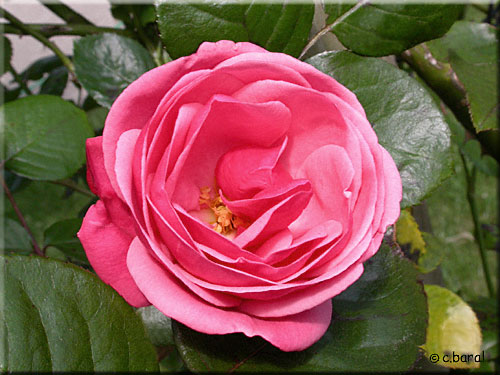 Rose Pink Perpetue