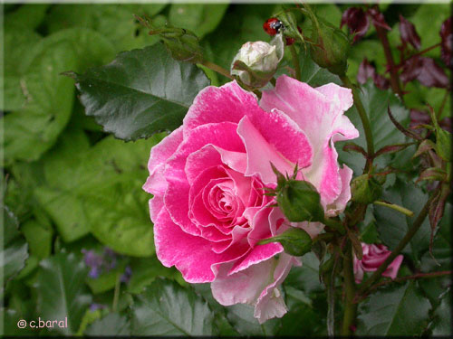 Rose 'Regensberg'