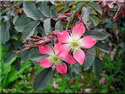 Rosa glauca = Rose rubrifolia