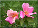 Rosa Chinensis  Mutabilis