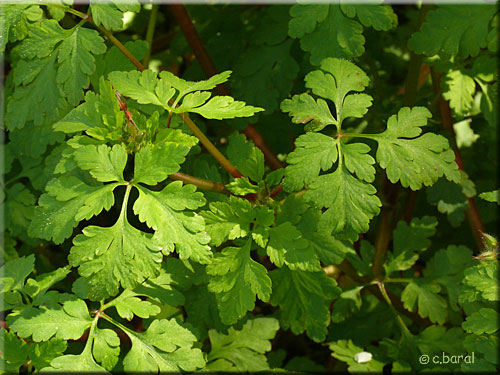 Granium Herbe--Robert, Geranium robertanium (feuilles)