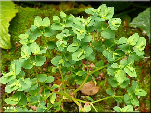 Euphorbe des jardiniers ou É ronde, Euphorbia peplus