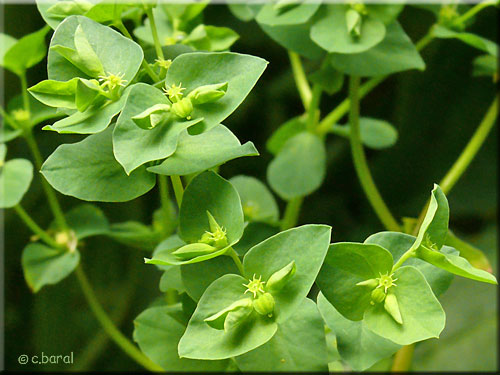 Fleur d'Euphorbe des jardiniers ou É ronde, Euphorbia peplus