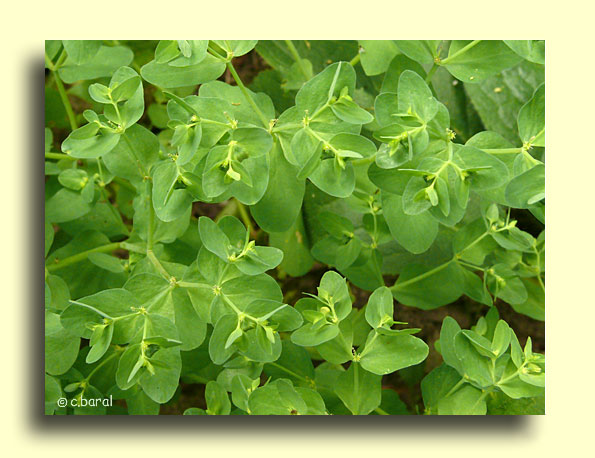 Euphorbia peplus, Euphorbe des jardiniers ou &Eacutesule ronde