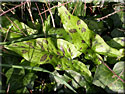 Gouet maculé, Arum maculatum