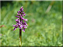 Orchis mascula, Orchis mâle