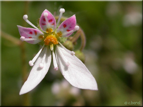 Fleur de Saxifraga stolonifera