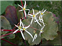 Saxifraga cortusifolia
