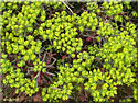 Euphorbe petit-cyprs 'Clarice Howard', Euphorbia  cyparissias