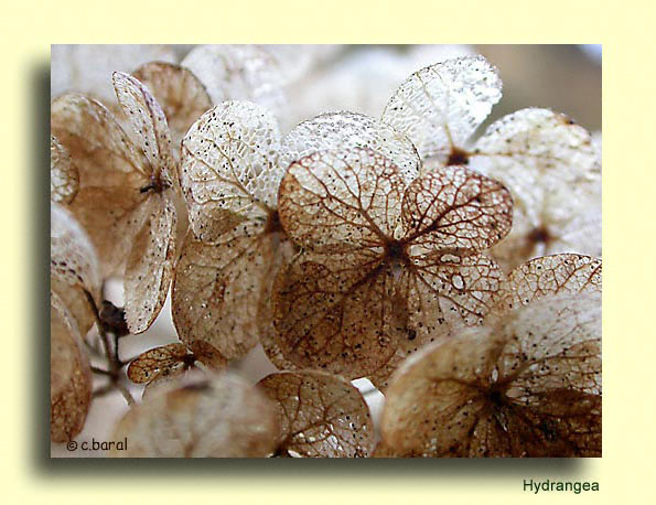 Fleurs d'Hydrangea