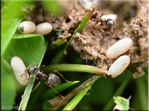 Fourmis et oeufs