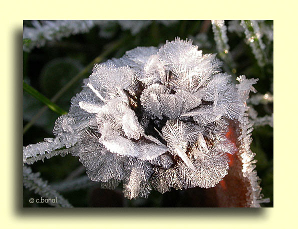 Fleur de glace
