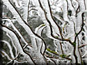 Branches gelées