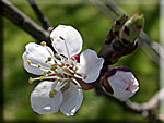 Fleur d'Abricotier
