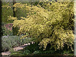 Ulmus parvifolia 'Geisha'