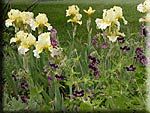 Iris et Geranium phaeum