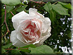 Rose 'Mme Alfred Carrière'