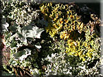 Champignons et lichens