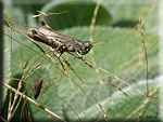 Criquet et Cicadelle