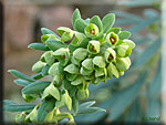 Euphorbe chariacas ssp wulfenii