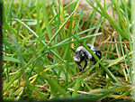 Andrène, Andrena cineraria