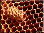 Cellule d'une reine abeille mellifère
