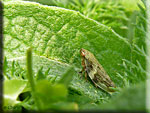Cercope sp, Cicadelle écumeuse