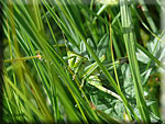 Grande sauterelle verte : femelle immature