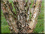  Betula nigra
