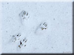 Traces d'écureuil dans la neige
