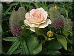 Trifolium 'Rubens' et Rose 'Galaxy'