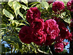 rosier 'Cerise Bouquet'