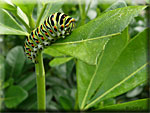 Chenille de Machaon, Papilio Machaon