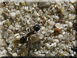 Fourmi Camponotus sp