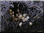 Jeunes escargots