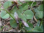 Essaimage de fourmis Lasius sp