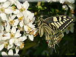 Papilio Machaon, Machaon porte-queue