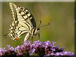 Papilio machaon, le Machaon