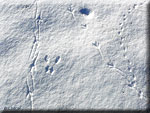 Traces dans la neige