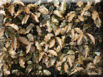 Feuilles gelées du Pittosporum tenuifolium