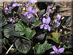 Viola labradorica (riviniana) 'purpurea'