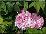 Roses Jacques Cartier