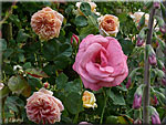 Roses 'Alchemyst' et 'Pink Pertue'
