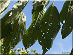 Criblure sur feuilles de Cerisier