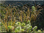 Carex comans 'Bronze', Laîche 'Bronze'