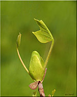 Tulipier (Liriodendron)