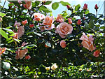 Roses 'Opaline' (Coraline)