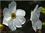 Anemone japonica 'Honorine Jobert'