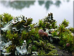 Micro paysage de mousses et champignons