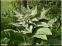 Molène Bouillon Blanc, Verbascum thapsus